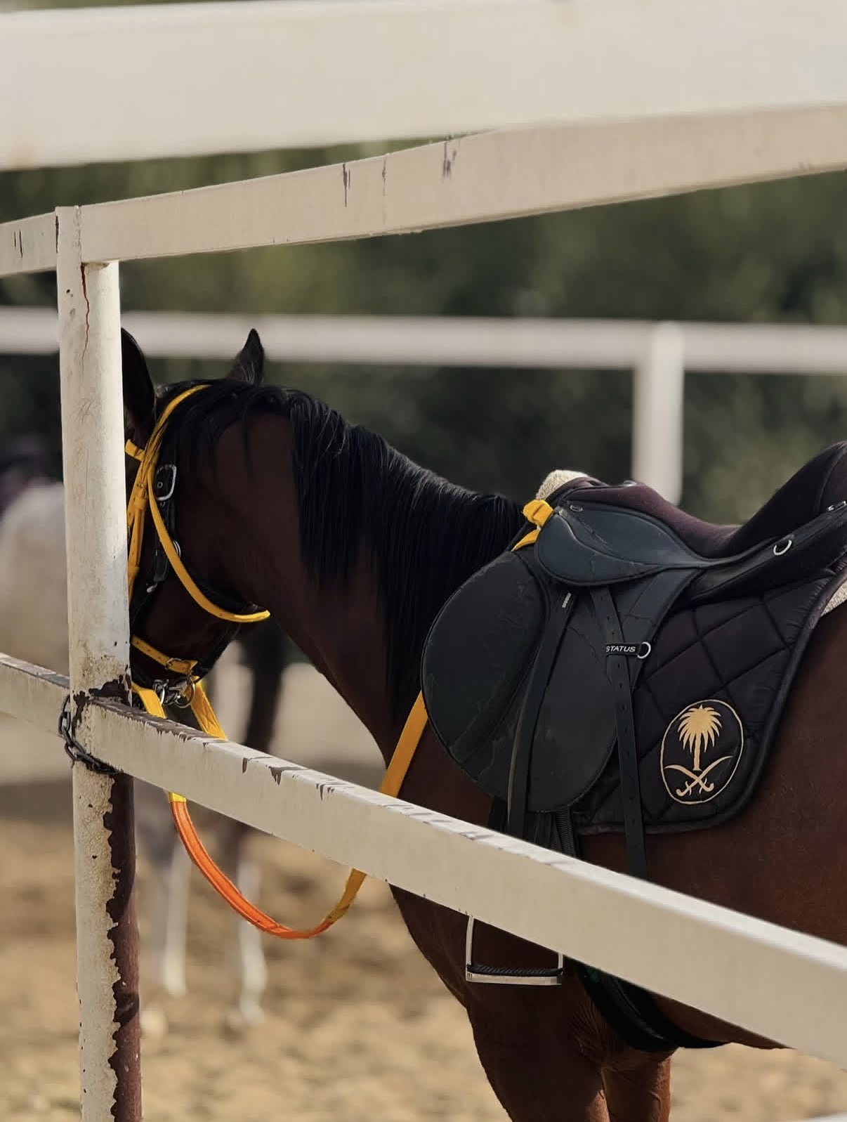 Horseback riding at Zaitona Farm