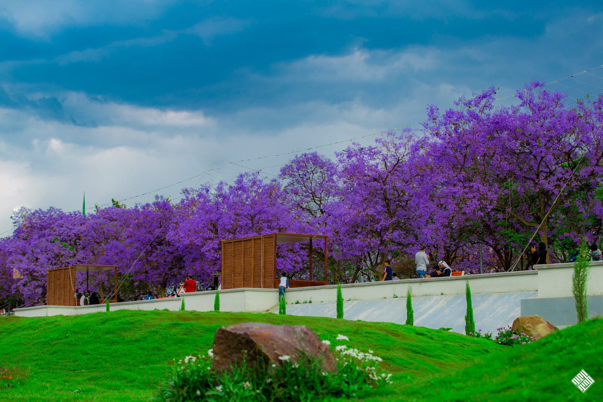Jacaranda trees and green lawns in a Saudi countryside park