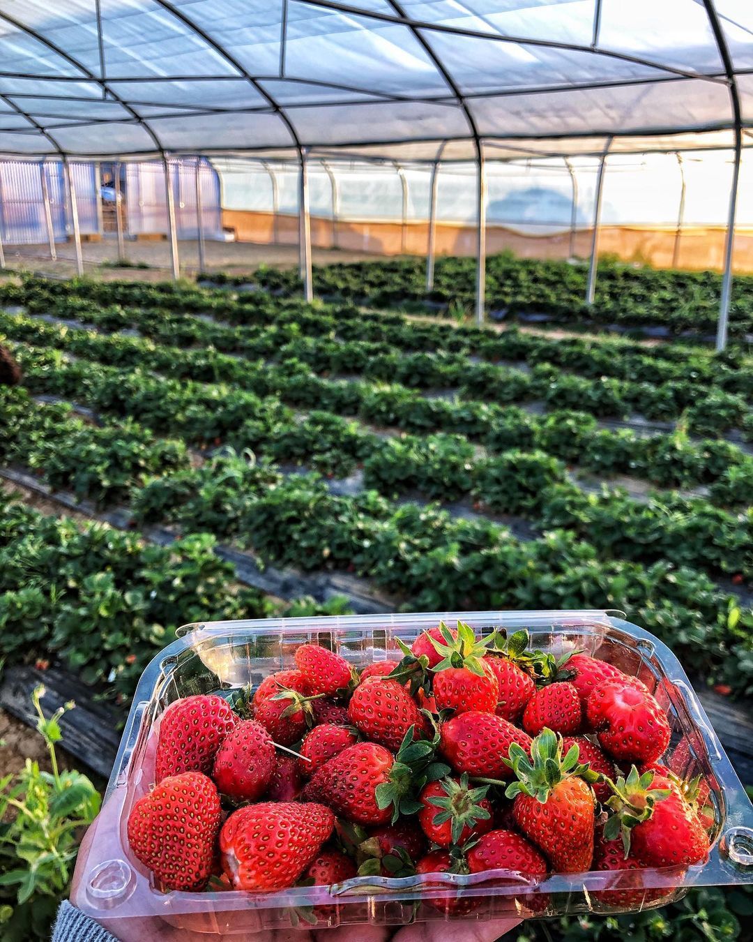 Strawberry Picking